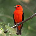Scarlet Tanager