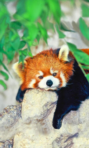 【免費個人化App】Red Panda Live Wallpaper-APP點子