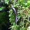 North American Millipede