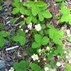 Wild Strawberry