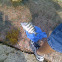 Sheepshead