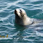 Australian Fur Seal