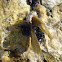 Brown algae / Jadranski bračić