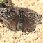 Wild Indigo Duskywing