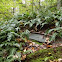 ferns