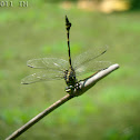 Common Clubtail