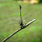 Common Clubtail