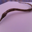Greater Pipefish