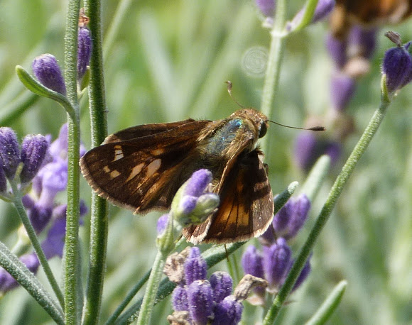 Spotting Image 1