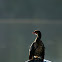 Reed Cormorant