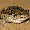 Common Spadefoot