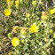 Gumweed