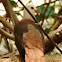 Pink pigeon