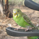Budgerigar