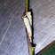 Tube Spittle Bugs