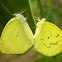 Eurema sp. mating