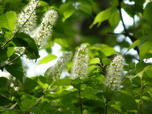 フツウの生活 ウワミズザクラの花は高い所に咲いて フツウの生活 ウワミズザクラの花は高い所に咲いて