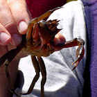 Crab