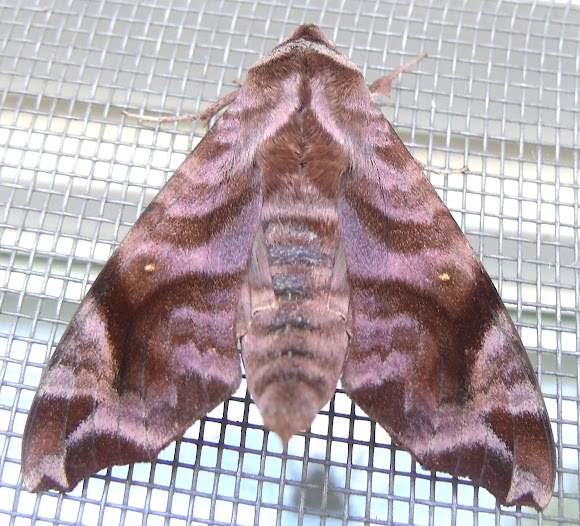 Spotting Image 1