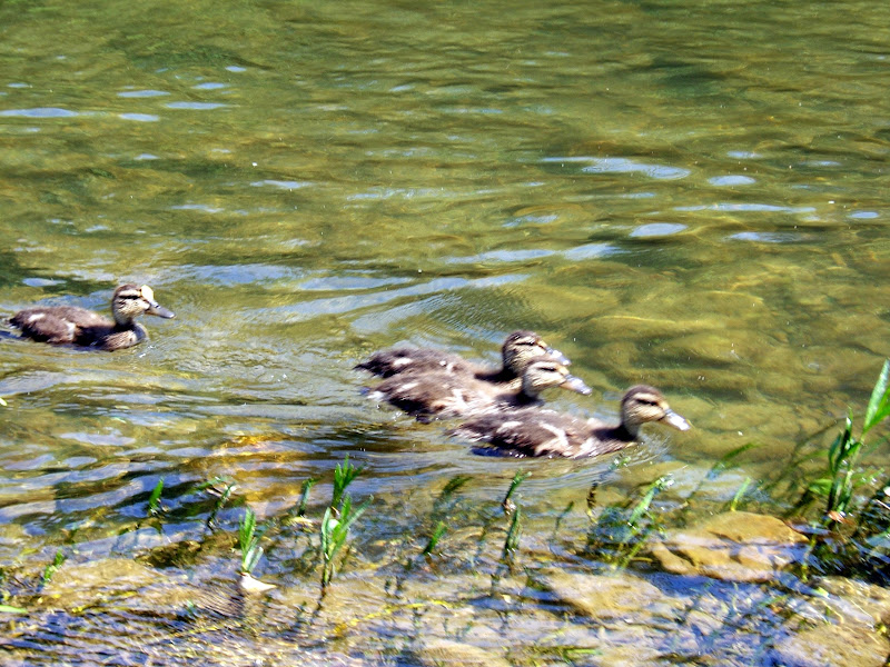 Ducks swimming in the Roanoke River