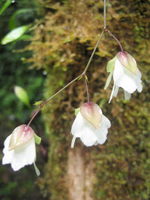 orchids in Puyo