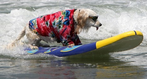 [dogsurf1[5].jpg]