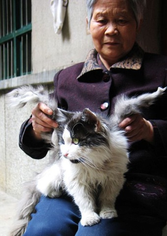 [gato1[6].jpg]