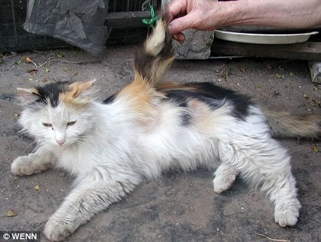 [gato2[4].jpg]