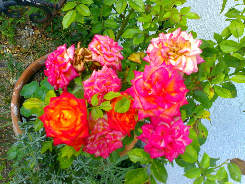 [07092008476[6].jpg]