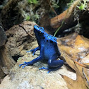Blue Poison Dart Frog