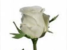 غنچه گل رز سفید