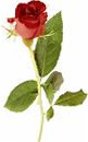 تصویر: http://lh6.ggpht.com/sashpaz/SOhMQX-YieI/AAAAAAAAAgo/5dxID8mdSVE/Untitled3_thumb11.gif?imgmax=800