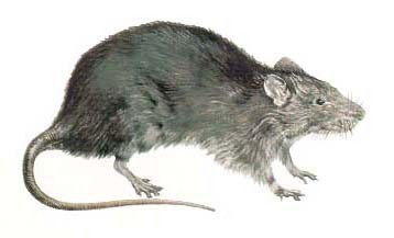 [rato[2].png]