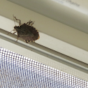 Brown Marmorated Stink Bug