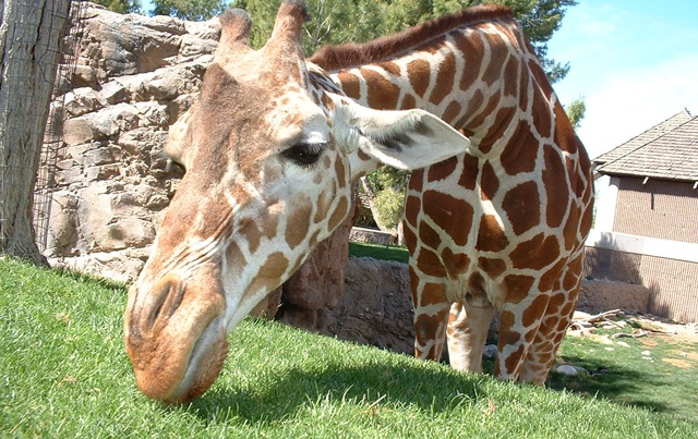 [today_giraffe[2].jpg]