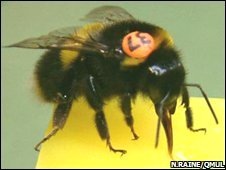 [_44875749_bee[2].jpg]