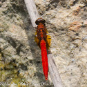 Orange Skimmer Dragonfly