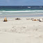 Australian Sea Lion