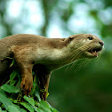 river otter
