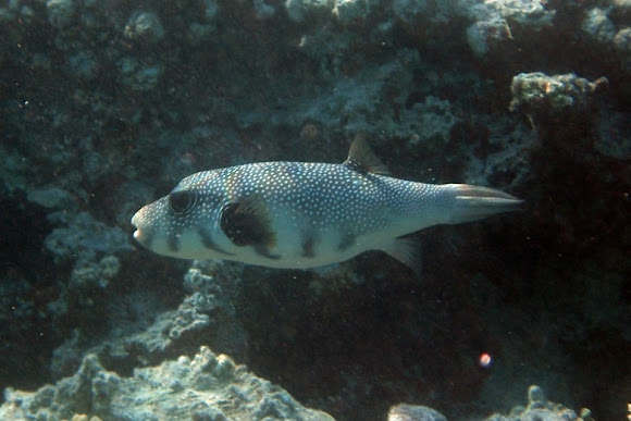 Spotting Image 1