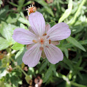 Wild Geranium