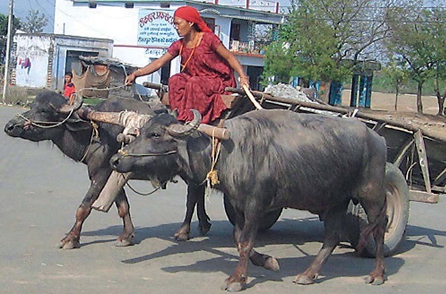 [tharu woman[3].jpg]
