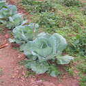Cabbage