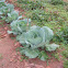 Cabbage
