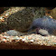 Mudpuppy
