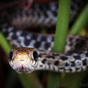 Eastern Garter Snake