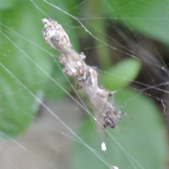 Spotting Image 1