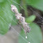Spider prey