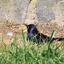 Brewer's blackbird