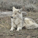 Coyote
